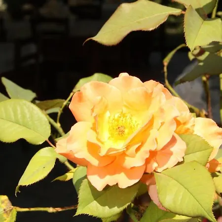 Del Barone Hotel Caramanico Terme