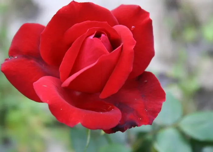 Del Barone Отель *