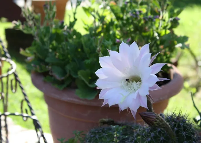 Del Barone Отель Караманико-Терме