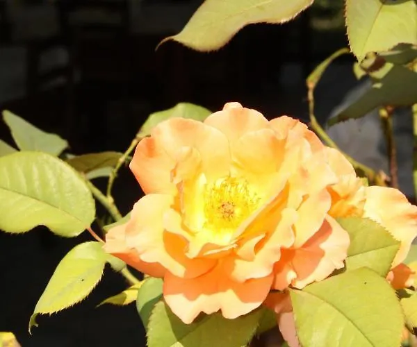 Del Barone Отель Караманико-Терме